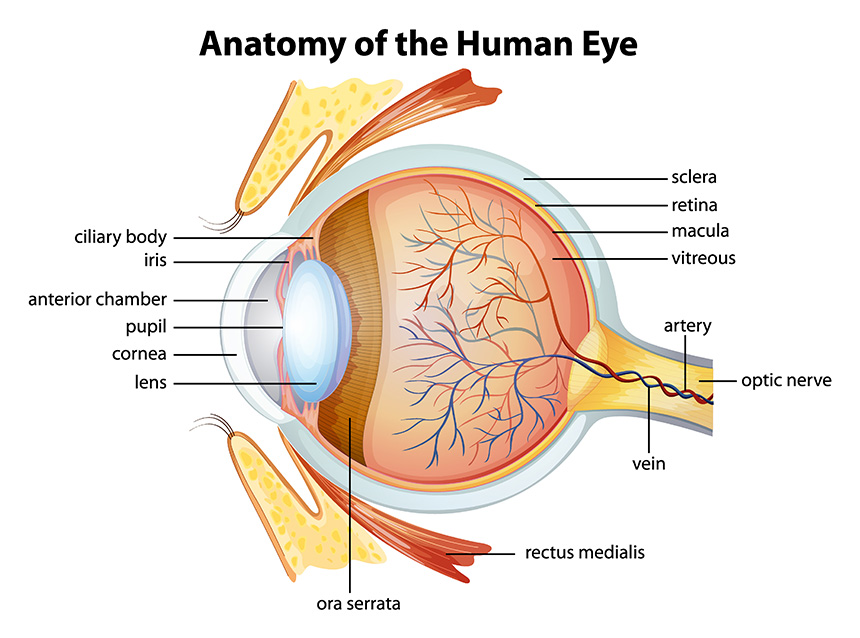 Anatomy of an eye