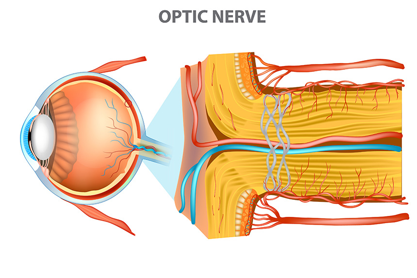 Optic nerve